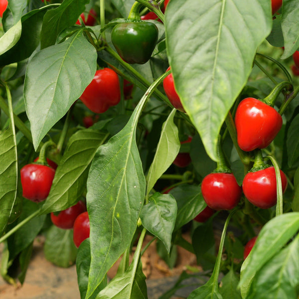 Cherry Bomb Plant – South Devon Chilli Farm