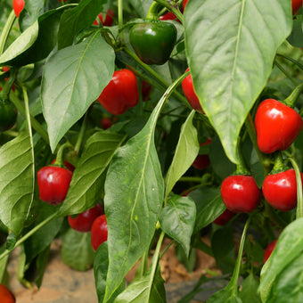 Cherry Bomb Chilli Seeds