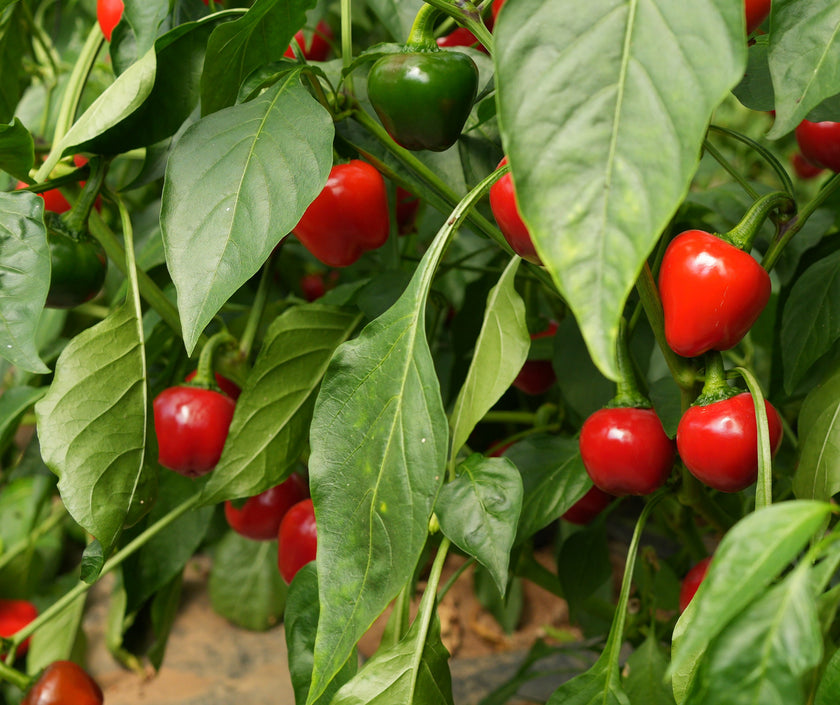 Cherry Bomb Chilli Seeds