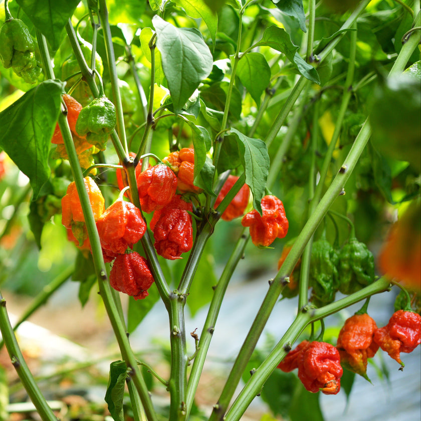 Carolina Reaper 1 Litre Pot Plant - Pre-Order Now!