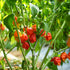 Carolina Reaper Chilli Seeds