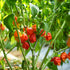 Carolina Reaper 1 Litre Pot Plant