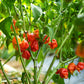 Grower's Choice Chilli Plant Trio - Pre-Order Now!