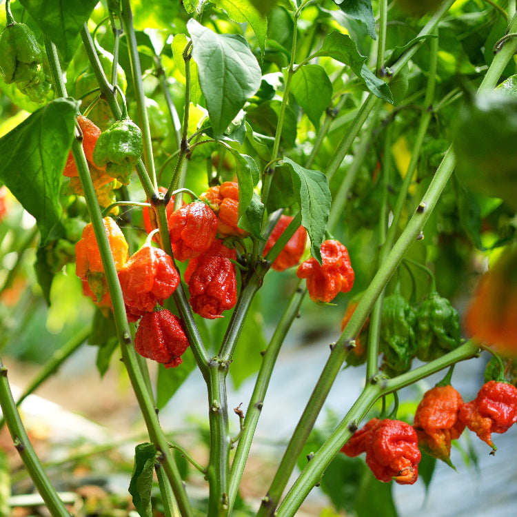 Grower's Choice Chilli Plant Trio - Pre-Order Now!