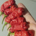 Peter Pepper Plant