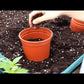 Set of 3 Trinidad Scorpion Seedlings - Pre-Order Now!