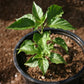 Children's Chilli Planting Workshop - Tuesday 30th May @ 11am