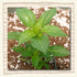 Digital Chilli Growing Workshop