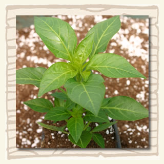 Digital Chilli Growing Workshop