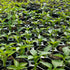 Digital Chilli Growing Workshop