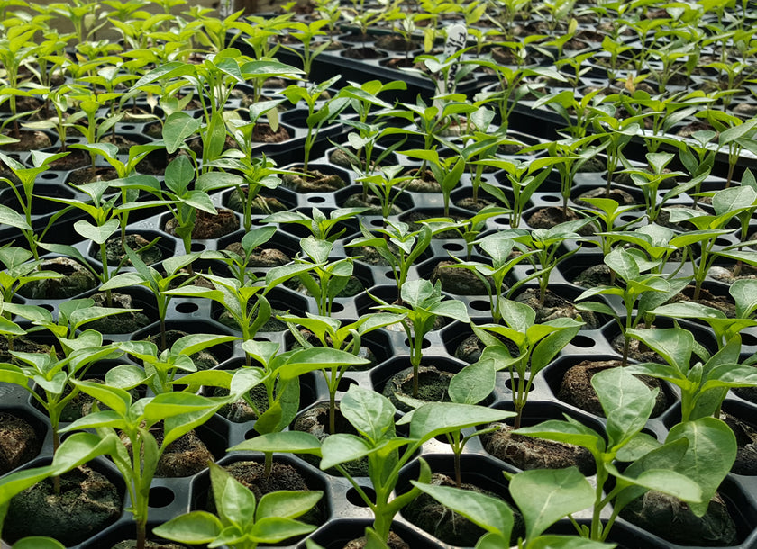 Digital Chilli Growing Workshop