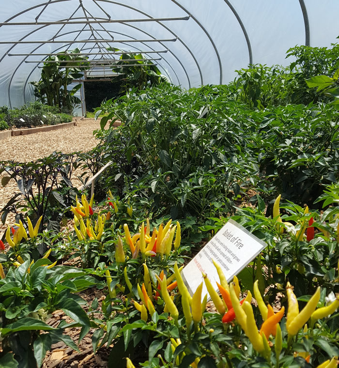 Private Tour of South Devon Chilli Farm - Friday 12th July 2024 @ 3pm