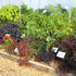SDCF Show Tunnel Chilli Seed Mix 2 (50,000 SHUs and above)