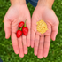 Wiri Wiri Chilli Seeds
