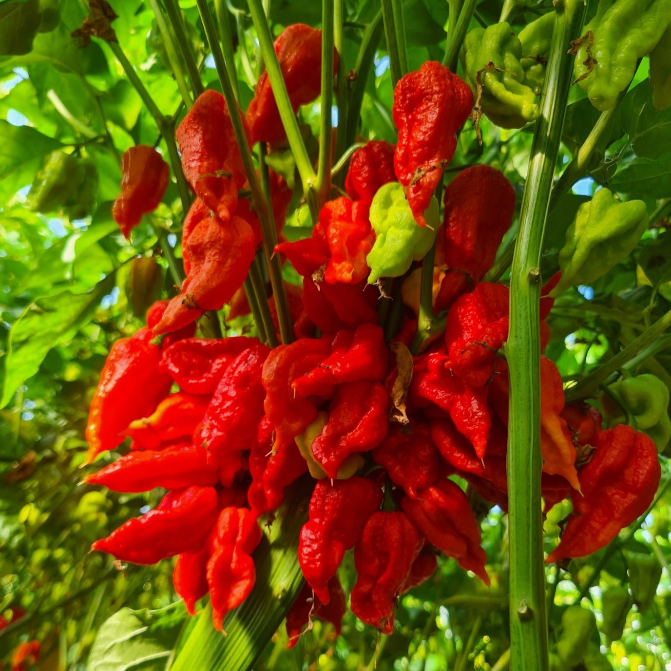 Trinidad Scorpion 1 Litre Pot Plant - Pre-Order Now!