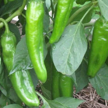 Anaheim Plant