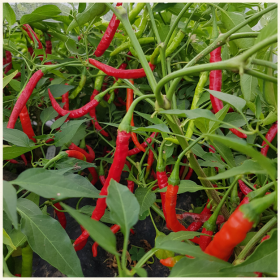 Bangalore Whippets Tail Chilli Seeds