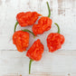 Fresh Carolina Reaper (5 fruits)