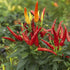 Chilly Chilli Plant