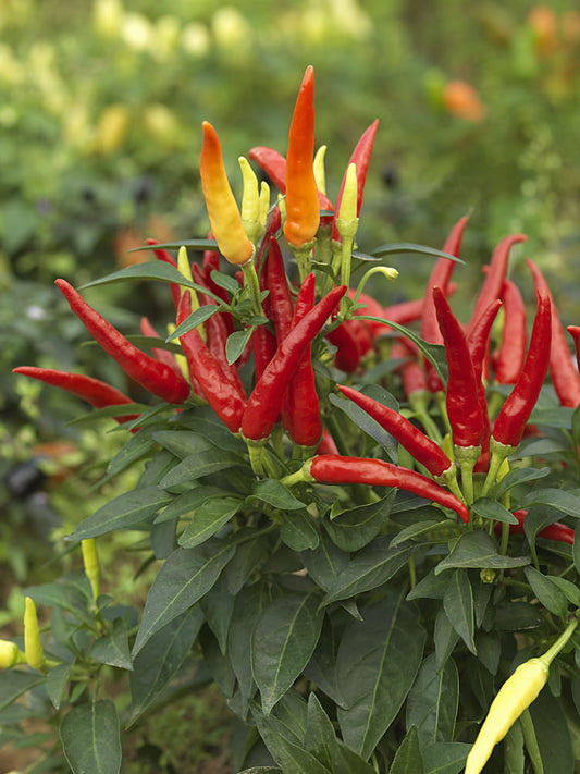 Chilly Chilli 1 Litre Pot Plant - Pre-Order Now!