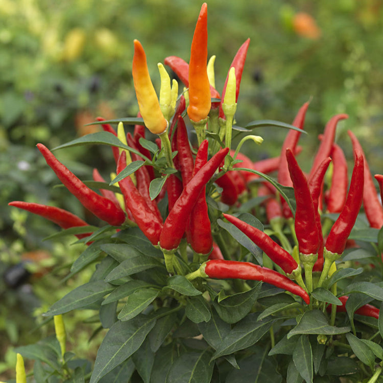 Set of 3 Chilly Chilli Seedlings - Buy Now!