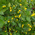 Cumari Plant