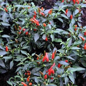 Demon Red Chilli Seeds