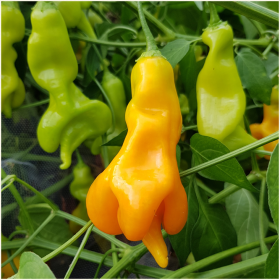 Erotica Chilli Seeds