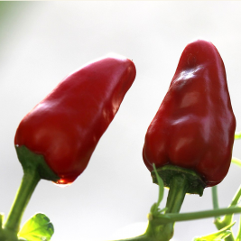 Facing Heaven Chilli Seeds