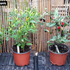 Pepperoncini 1 Litre Pot Plant (Pre-Order)