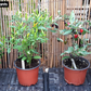 Pepperoncini 1 Litre Pot Plant - Pre-Order Now!
