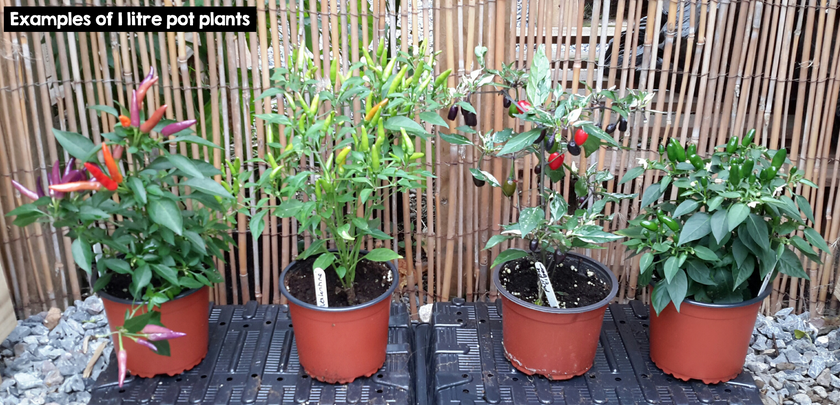 Pepperoncini 1 Litre Pot Plant (Pre-Order)