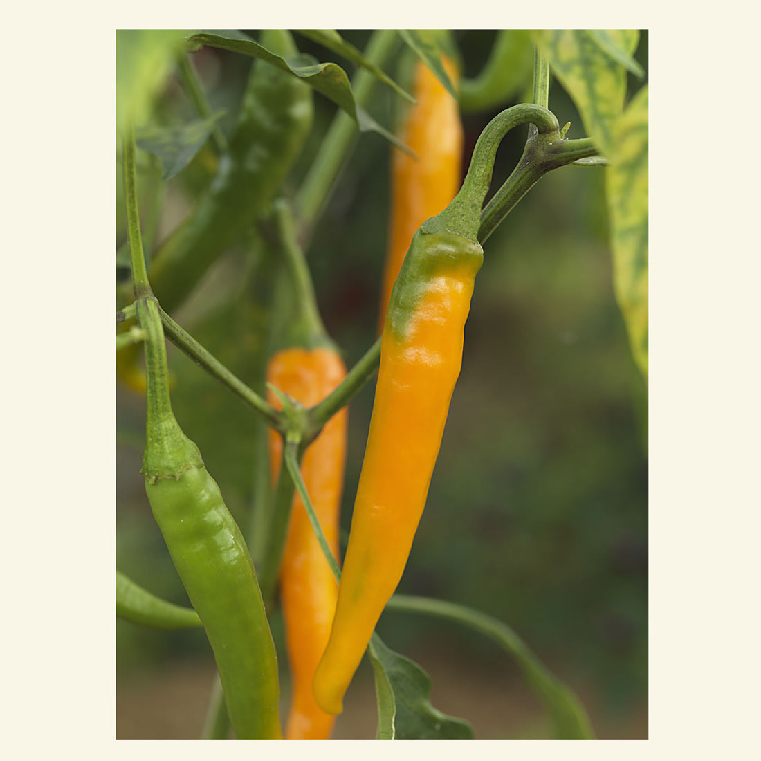 Fresh Golden Cayenne chillies (3 fruits)