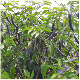 Kali Mirch Chilli Seeds