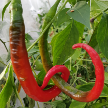 Kung Pao Chilli Seeds