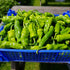 Pimiento de Padron 1 Litre Pot Plant - Pre-Order Now!