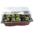 Spicy Garden Starter Kit
