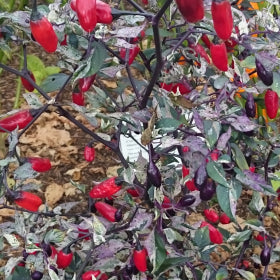 Purple Tiger Chilli Seeds