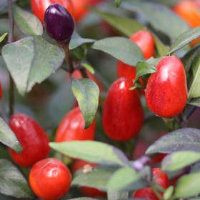 Purple Prince Chilli Seeds