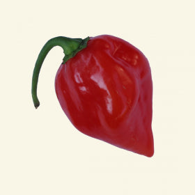 Red Habanero Chilli Seeds