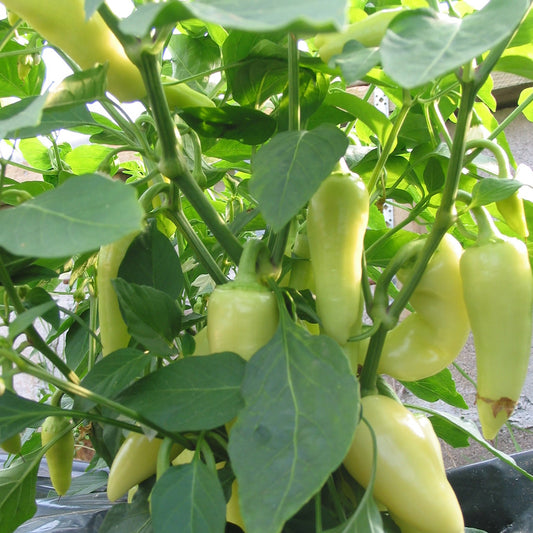 Fresh Santa Fe Grande Chillies (5 fruits)