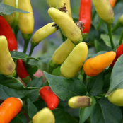 Tabasco Chilli Seeds