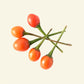 Tepin Chilli Seeds