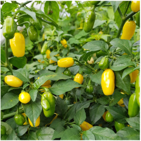 White Habanero Seeds