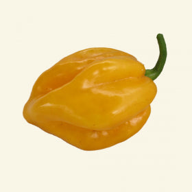 Big Sun Habanero 1 litre pot plant - Pre-Order Now!