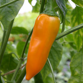 Bulgarian Carrot Chilli Seeds