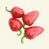 Cherry Bomb Chilli Seeds