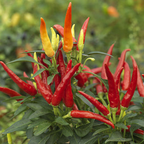Chilly Chilli Seeds (Heatless)