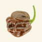 Fresh Chocolate Habanero Chillies (5 fruits)