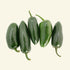 Jalapeño Chilli Seeds